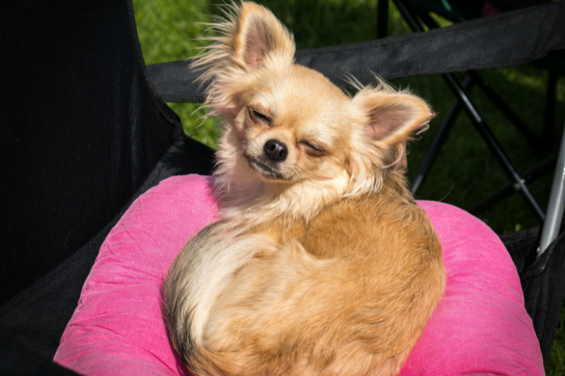 A small, tan Chihuahua with closed eyes is curled up on a bright pink cushion, basking in the sunlight. This emotional support animal is positioned on a black chair with green grass visible in the background.