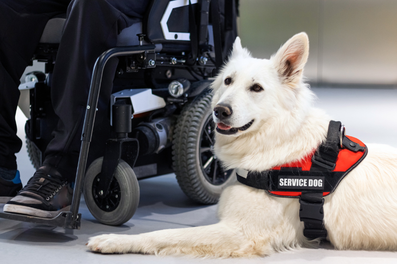 A white service dog wearing a red and black vest is lying on the floor beside a person in a wheelchair. The psychiatric assistance dog is alert and looking forward, offering invaluable recovery support. The person's lower legs and wheelchair are visible in the background.