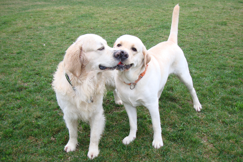 socialising an assistance dog