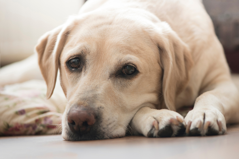 Labradors emotional support animal