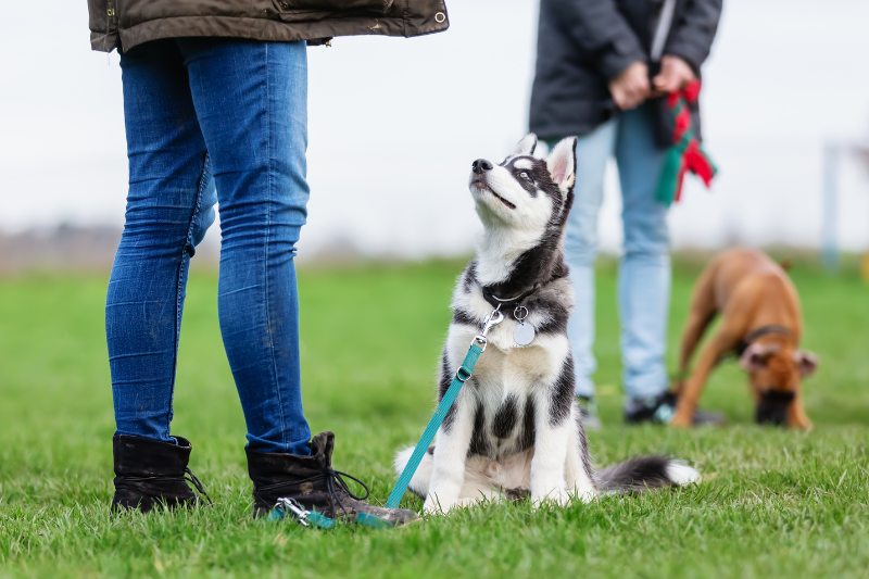 Puppy School: A Fun and Essential Start for Your Furkid