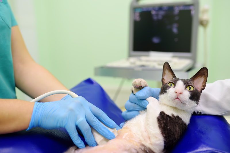 artificial intelligent ai pet health monitoring