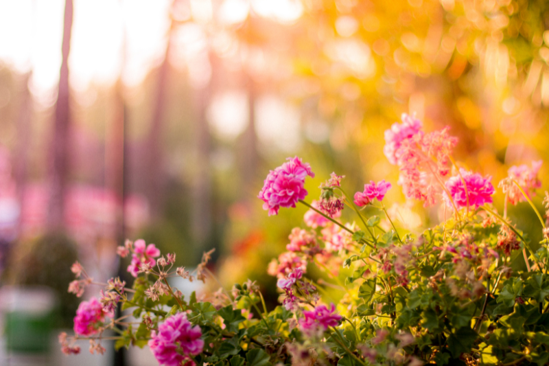 A vibrant garden bathed in golden sunlight features blooming pink flowers and lush green foliage. The scene is softly blurred in the background, creating a dreamy and serene atmosphere.