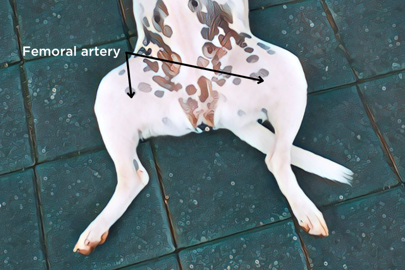 to to take a dogs pulse femoral artery
