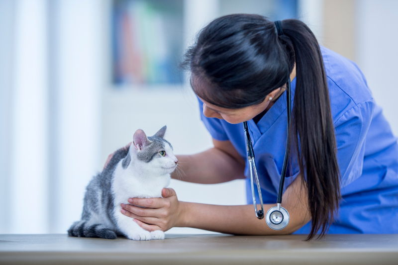 A veterinarian in blue scrubs with a stethoscope around her neck gently holds a gray and white cat on an examination table. The cat looks up at her while she leans toward it, creating a calm and caring atmosphere.