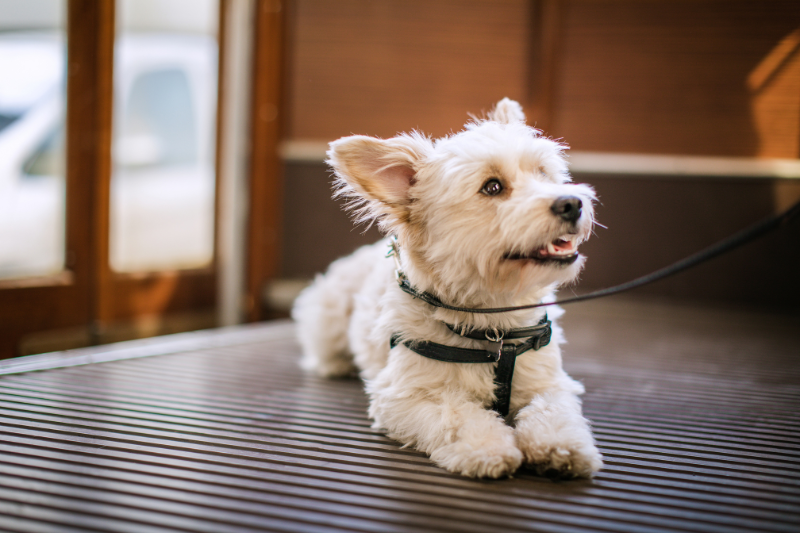 Are Dogs Allowed on Trams in Melbourne