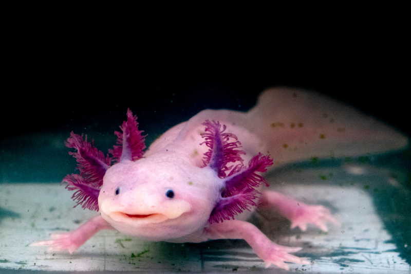 Axolotl Sitters near me, Fish Sitters near me
