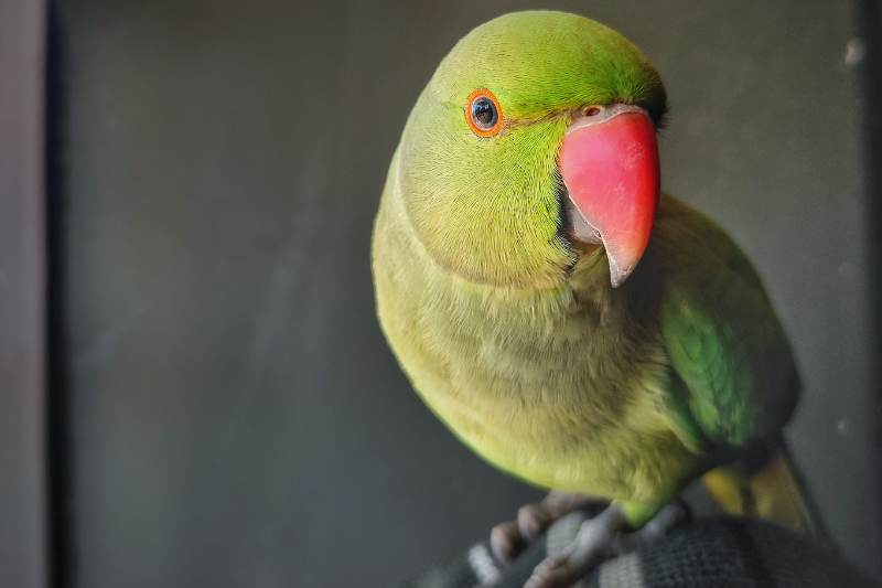 Bird Sitters near me