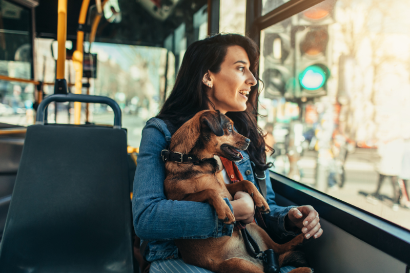 A woman with long dark hair sits on a bus, looking out the window with a smile. She is holding a small brown dog on her lap, also gazing outside. Sunlight filters through the window, illuminating their faces. The bus interior is visible in the background—raising the question, are pets allowed on public transport in Australia?