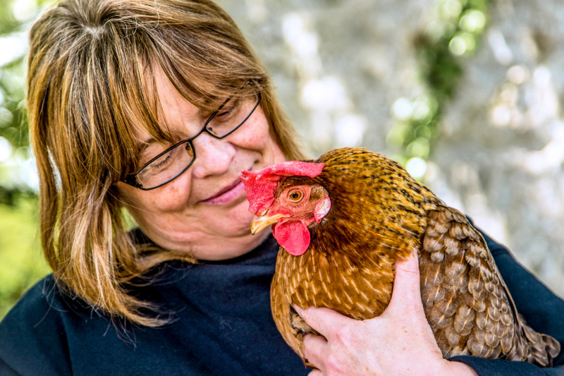 Chicken Sitters near me