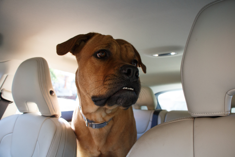 Can I Take My Dog in a Taxi or Uber in Australia