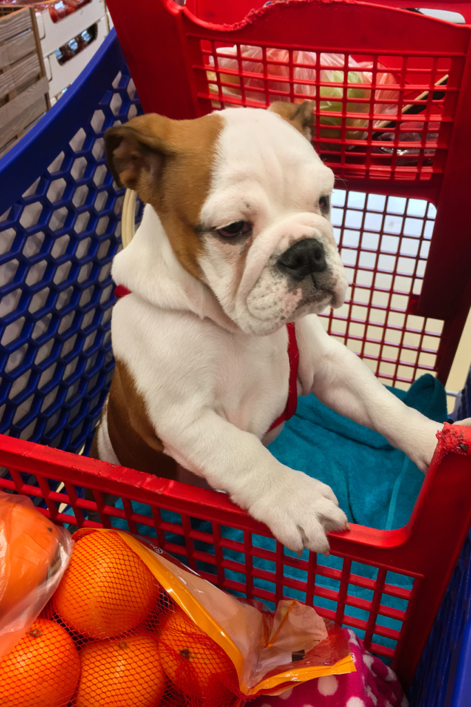 Can I Take My Dog to Supermarkets or Retail Stores
