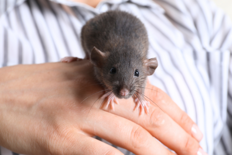 Fancy Rat Sitters near me