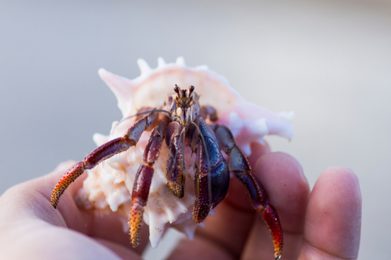 Hermit Crab Sitters near me