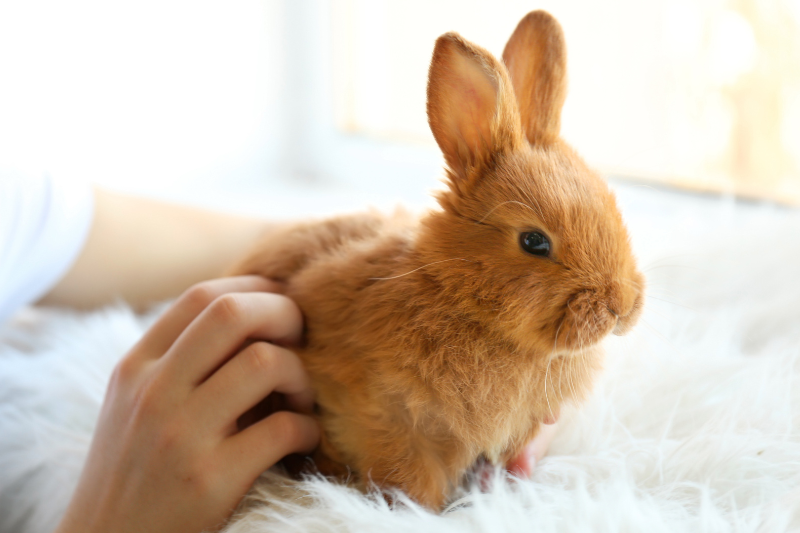 Rabbit Sitters near me