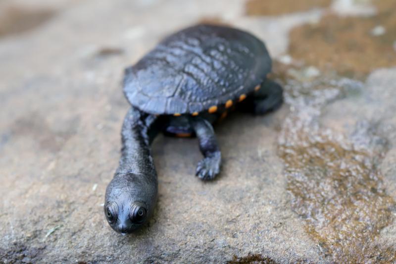 Turtle Sitters near me