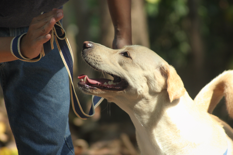 A person in jeans is giving a command to a happy, light-colored assistance dog outdoors. The dog, wearing a leash held by the person, looks up with its mouth open and tongue slightly out, appearing attentive and eager. The background is a blurred natural setting.