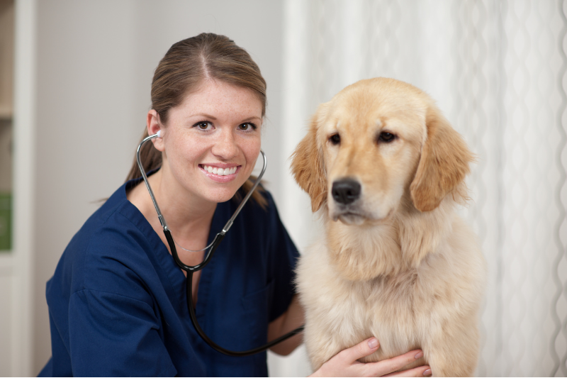 A veterinarian wearing a blue uniform uses a stethoscope to examine an assistance dog, specifically a Golden Retriever. The veterinarian is smiling at the camera, while the dog sits calmly on the examination table. The background is softly blurred, highlighting both the veterinarian and the dog.