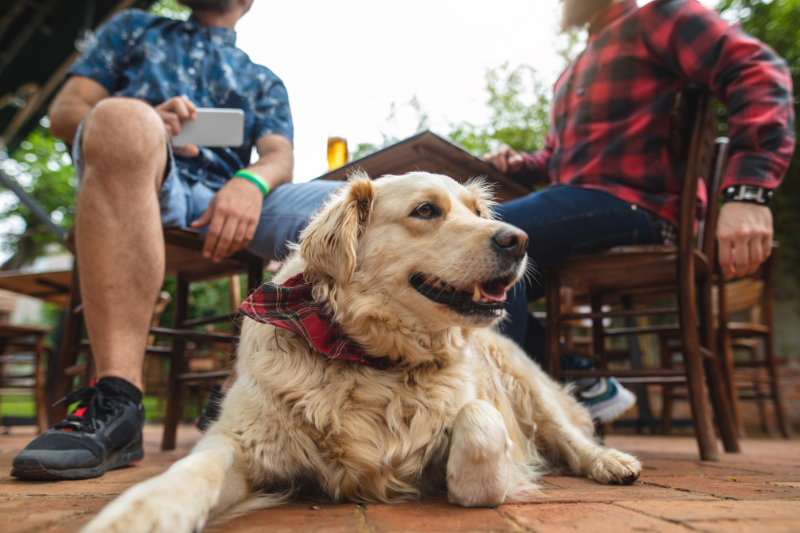 How to Meet New People with Dogs and petcloud