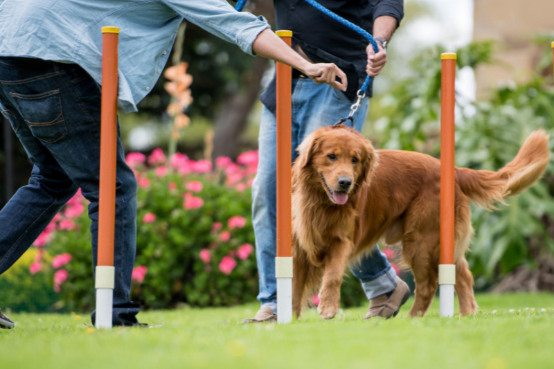 How to Meet New People with Dogs and petcloud