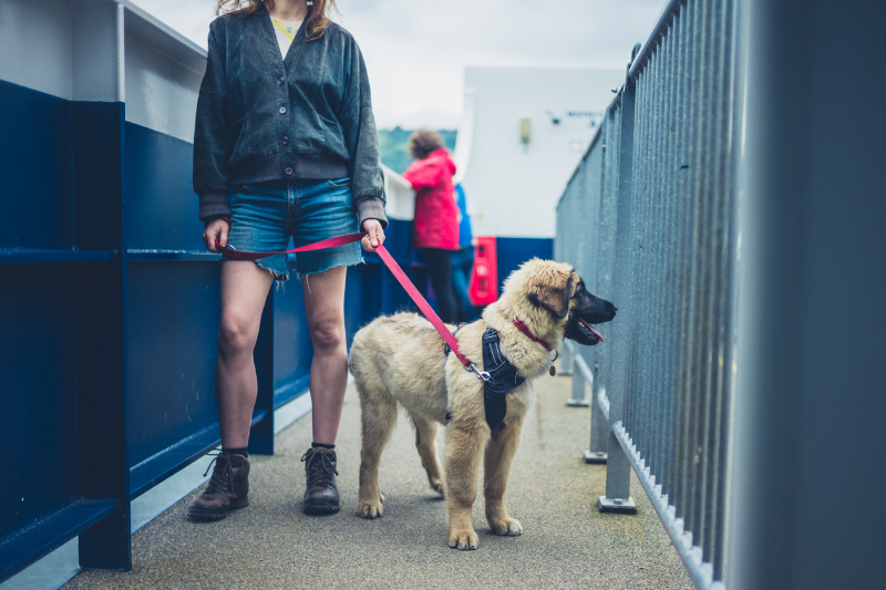 Are Dogs Allowed on Ferries in Brisbane