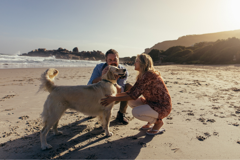 How to Meet New People with Dogs and petcloud