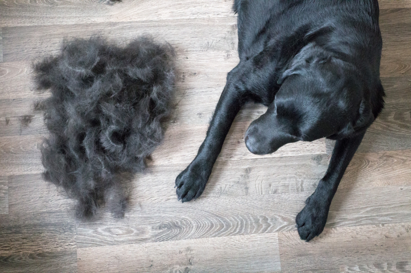 dog shedding