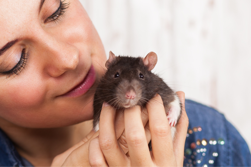 rat sitter near me, petcloud