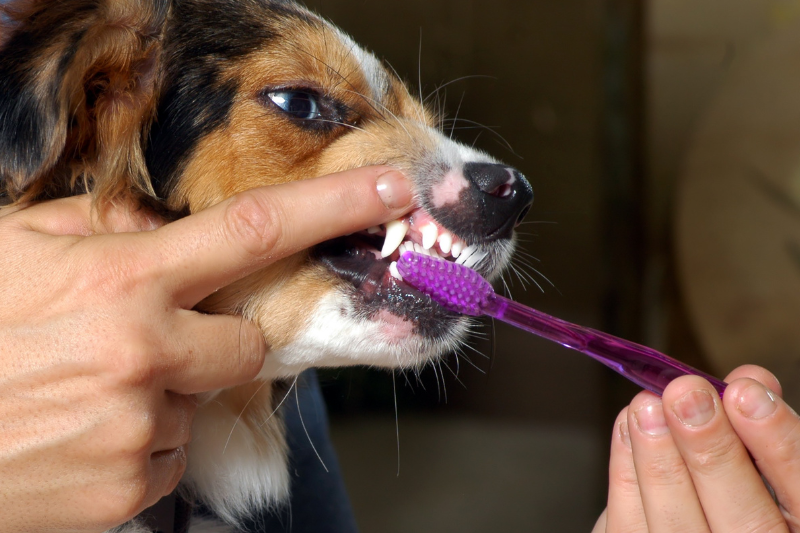 dog teeth brushing