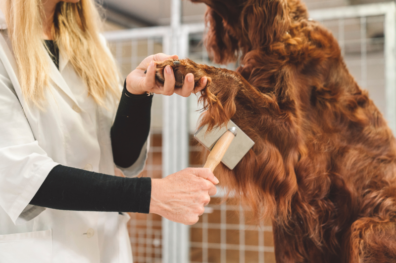 A person with long blonde hair and a white coat is brushing the fur on the front leg of a reddish-brown dog using a slicker brush. The dog stands on a grooming table inside a wire-fenced area, clearly benefitting from the expert care provided by the grooming program.
