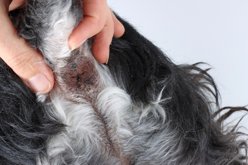 dog anal gland squeezing