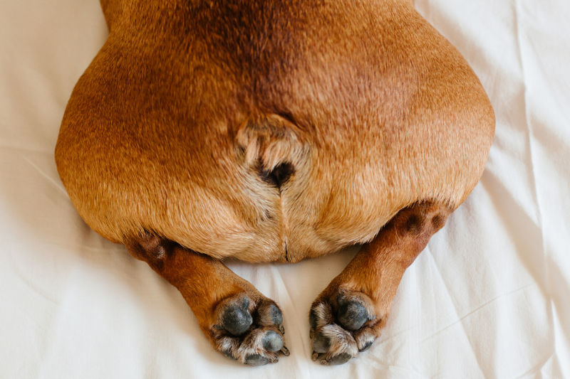 dried poo on dogs bum
