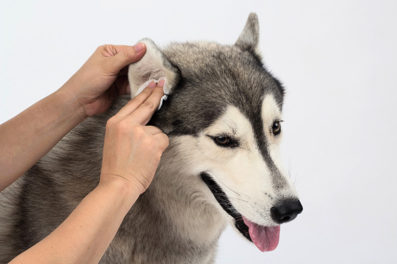 dog ear cleaning