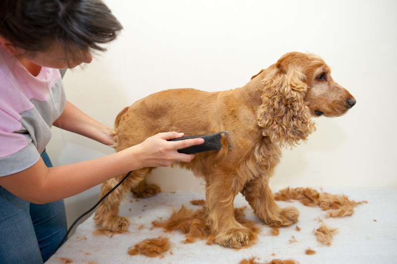 A person is grooming a small dog with an electric clipper. The dog, possibly a Cocker Spaniel, stands calmly on a grooming table surrounded by its trimmed fur. The groomer focuses on clipping the dog's fur while it stands with its head turned to the side, showing you how easy it can be to groom a dog at home.