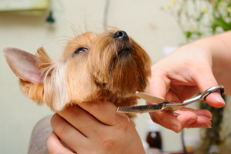 how to trim a dog's face