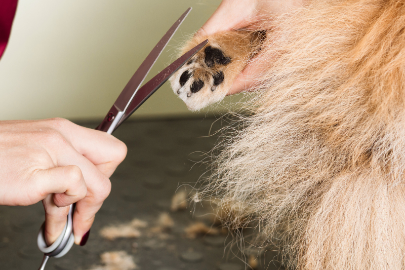 A dog groomer uses scissors to trim the fur around the paw of a fluffy dog. The dog's light brown fur is slightly matted and covers most of the image, giving you a glimpse into how to groom a dog at home. The groomer's hands are visible, carefully holding the paw and the scissors.