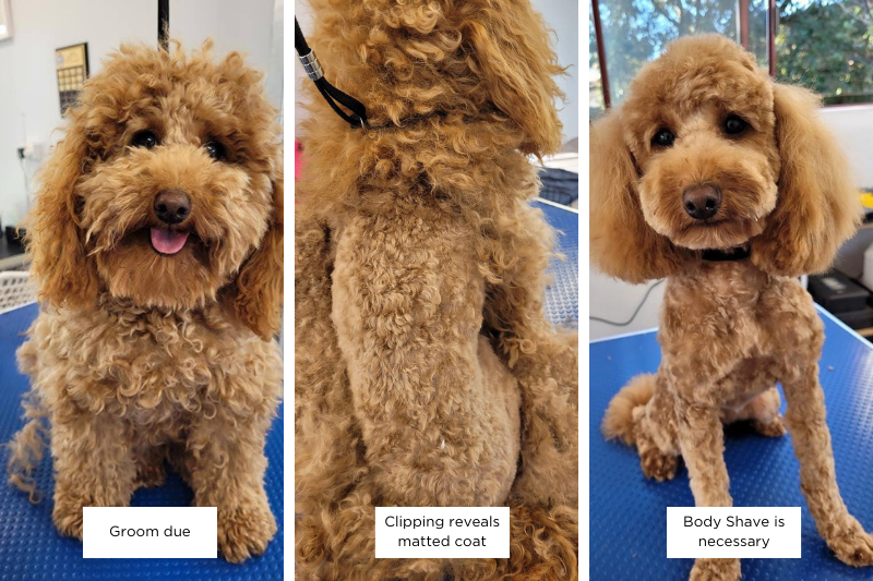 matted dog coat