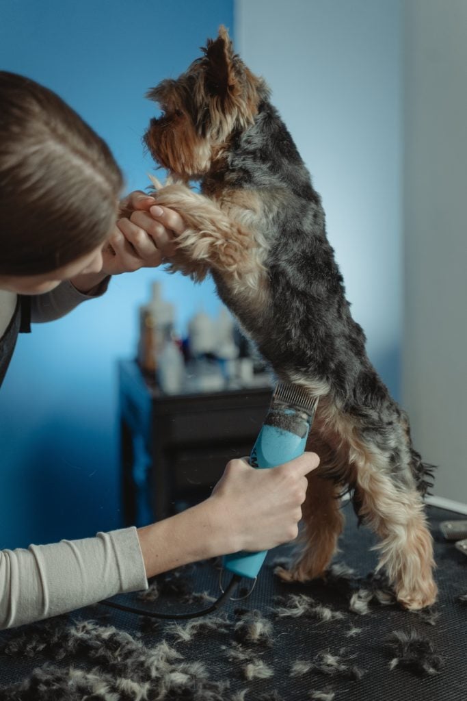 clipping a dog's stomach