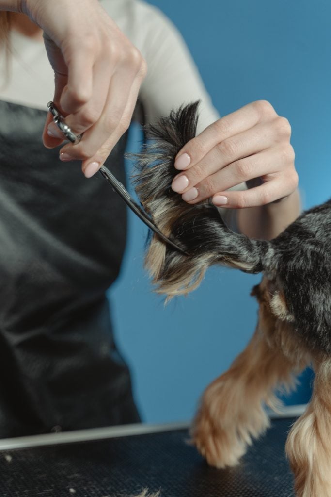 How to clip a dog's tail