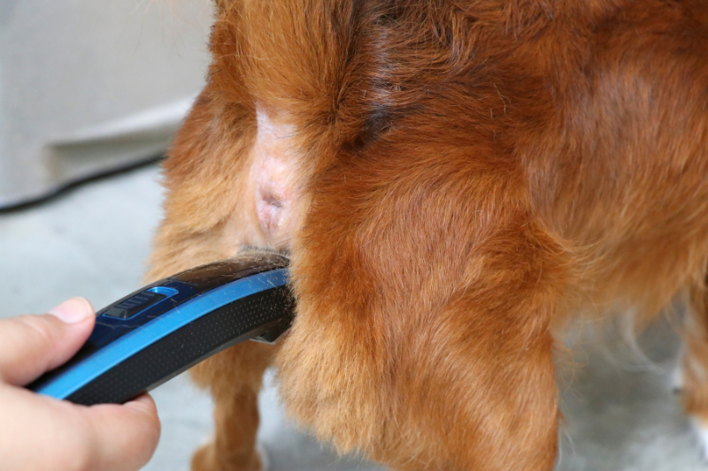A person's hand is using an electric razor to groom the fur around a dog's tail. The dog has reddish-brown fur, and the scene shows what it's like to groom a dog at home, all taking place indoors.