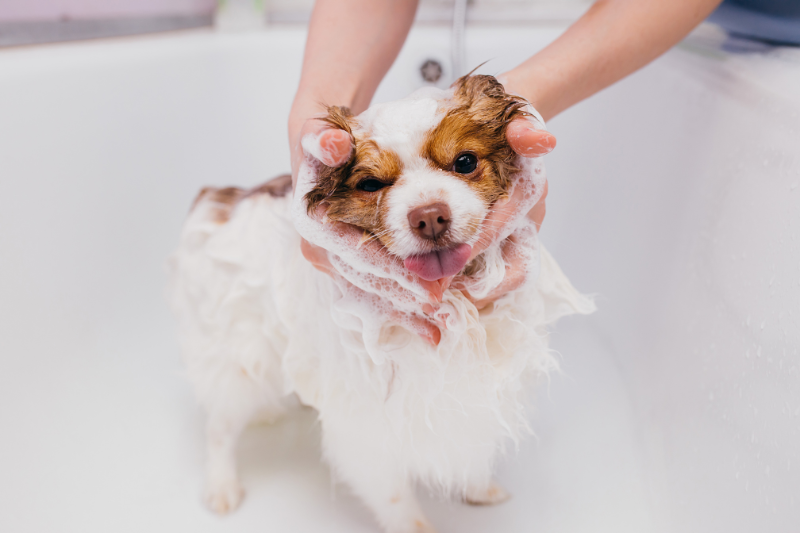 A small dog with wet fur is being bathed in a white bathtub. The dog, with a mix of white and brown fur, appears content and is sticking its tongue out, while a pair of hands covered with soapy bubbles gently wash its face. It’s such a delight to groom a dog at home!