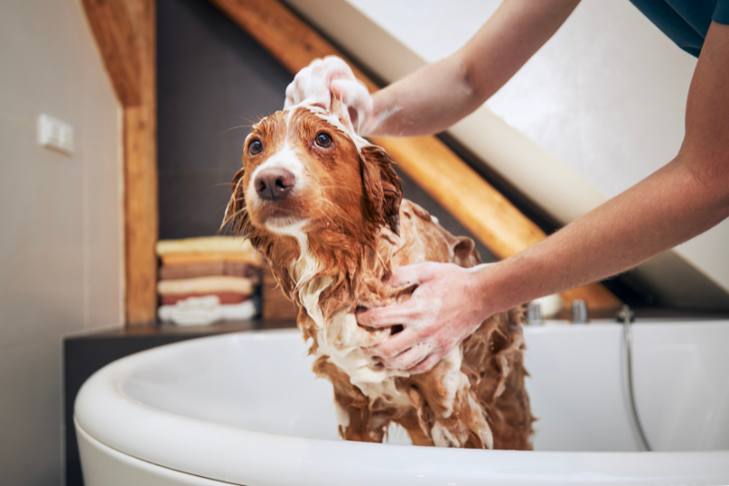 Washing dog coat 