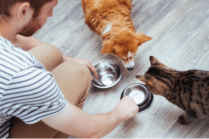 NDIS Pet Boarding, PetCloud, ndis dog boarding.