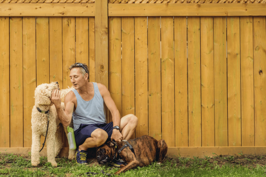 A man in a tank top and shorts kneels in front of a wooden fence, smiling at a standing curly-haired dog while petting its nose. A second dog lies on the grass, leaning against the man’s leg. A water bottle is clipped to his waist, hinting at his recent dog walking adventure in Sydney.