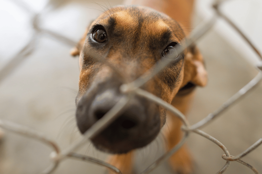 A close-up of a brown dog with dark eyes and a black snout looking through a chain-link fence. The dog, which may be ready for its next dog walking adventure in Sydney, appears to be inside a cage or enclosure, gazing directly at the camera with a curious expression. The background is blurred, emphasizing the dog's face.