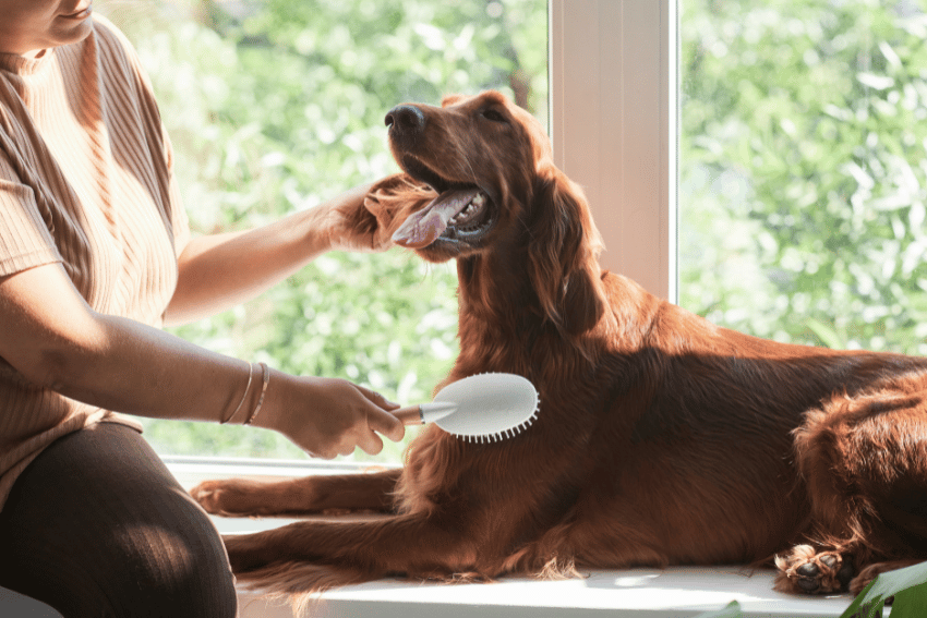 A person is brushing a relaxed, long-haired brown dog that is lying down near a sunlit window. The dog has its mouth slightly open, appearing content and happy during the grooming session—one of the many fun pet activity ideas that brings joy to both the pet and owner. The background shows green, blurred-out foliage outside the window.