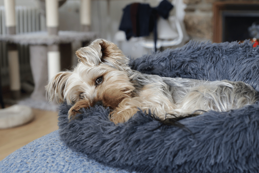 A small, fluffy dog with light brown and white fur is lying on a plush, gray dog bed. The dog's head is resting on the bed's edge, and it has a relaxed and content expression. Envisioning luxury treatment ideas for pets, the scene epitomizes cozy sophistication with household items in the background.