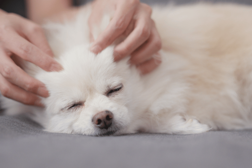 A small, fluffy white dog is lying down on a gray surface with its eyes closed, enjoying a head massage. Two human hands are gently petting the dog's head, creating a relaxed and comfortable atmosphere—one of many luxury treatment ideas for pets.
