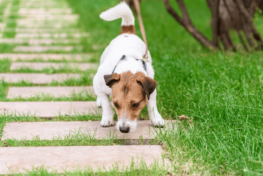 A small dog with white and brown fur walks on a stone path surrounded by green grass. The dog is wearing a harness and leash, sniffing the ground as it walks. Trees can be seen in the background, offering inspiration for fun pet activity ideas in nature.