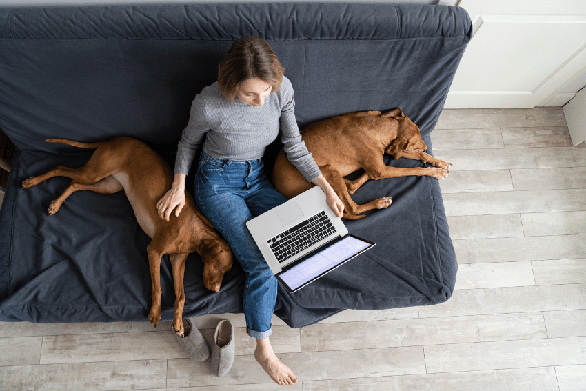 A person sits on a couch working on a laptop, flanked by two brown dogs lying on either side. The person, dressed in a grey sweater and blue jeans, rests a hand on one of the sleeping dogs while researching job opportunities for Melbourne Uni students. Slippers are on the floor near the couch.